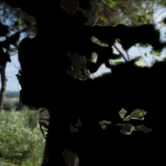 GRV (live rec) (2020)