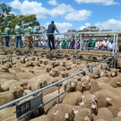 Plemo reads the weekly Livestock report - Wednesday the 11th of March, 2026