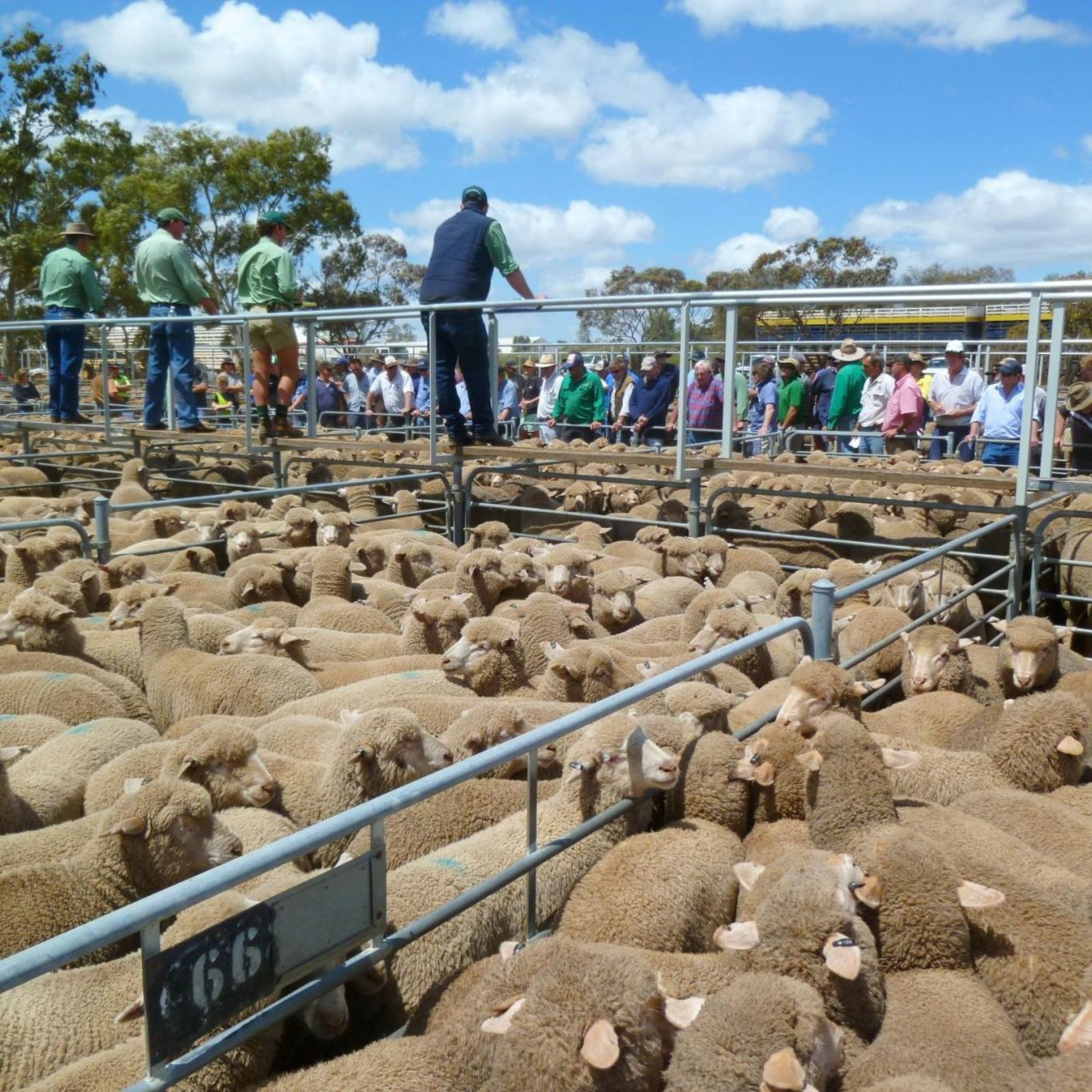 Plemo reads the weekly Livestock report - Wednesday the 11th of March, 2026