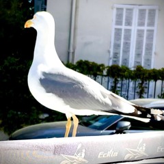 Meeting Extrait