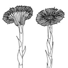 Tussilago