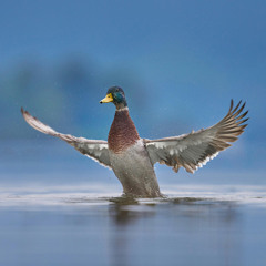 All I Need – Radiohead (Acoustic Cover by olliray)