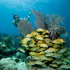 Best Good Places To Snorkel In Florida Prices Reviews
