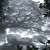 Artwork for Costa Rica Birds And Rain In Cloud Forest