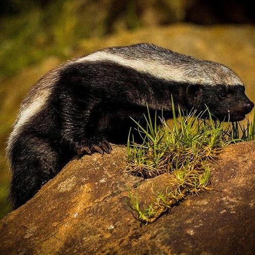 HONEY BADGER (freestyle)
