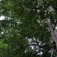 木陰の秘密