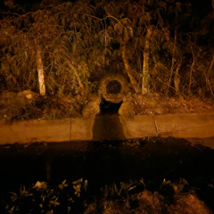 el tren de los ojos tristes