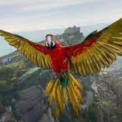Macaw
