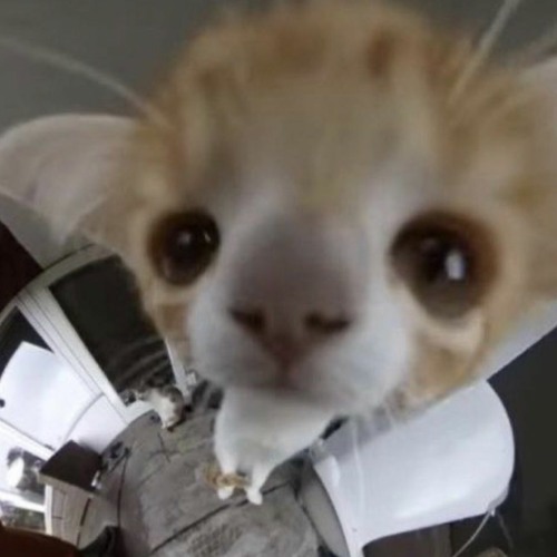 Mystery Inc. - Macseal