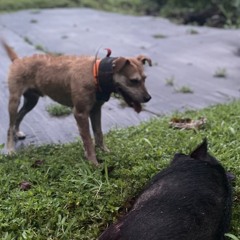 Dogs get it
