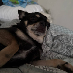 dyrachyo x dynamite by DJ_GLEBAS1K