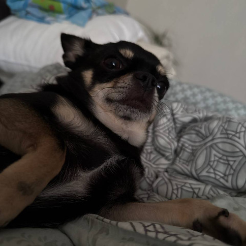 dyrachyo x dynamite by DJ_GLEBAS1K