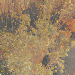 Billie Eilish-Billie Bossa Nova (ayyeshill Bootleg) [FREE DOWNLOAD]