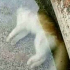 Un Pato  Capitán Gato Cover Saturado
