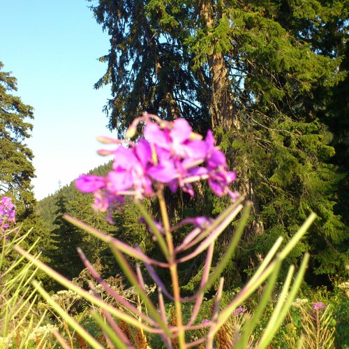 Boom Bap Playlist Jan 2023 by Observe22