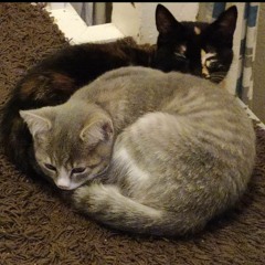 This Is Me 《frenchcore》