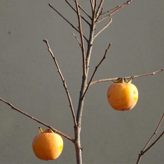 arpeggios are very selfish [new series] n*1