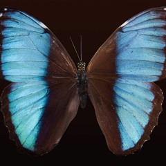 Butterflies And Dragons (2012)