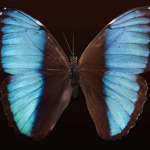 Butterflies And Dragons (2012)