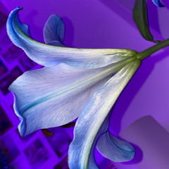 a moon named Miyazaki