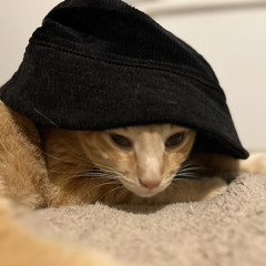The cat with a hat