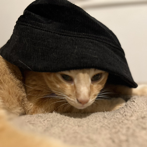 The cat with a hat