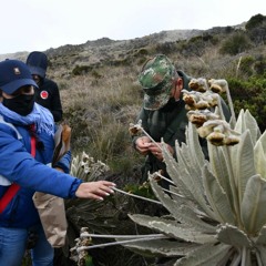 Siembran frailejones y otras especies para salvar el páramo Santurbán