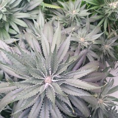 Smok'n  (UKG & House)