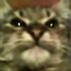 Кіт ти маму мав