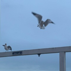 I'll Fly Away