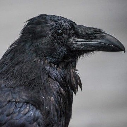 Raven numan in your head. Gary numan фото. Gary numan 2006. Gary numan intruder 2021. Raven numan in your head.