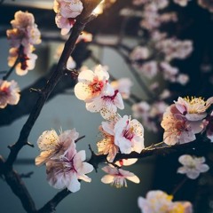 لوصف زهر اللوز - محمود درويش