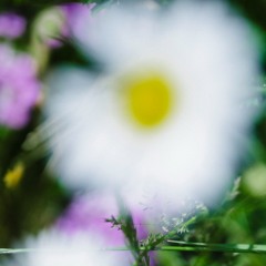 Live from The Pleasure Dome – Jossy Mitsu