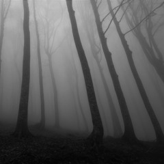 Lament Of Trees (to the memory of Krzysztof Penderecki)