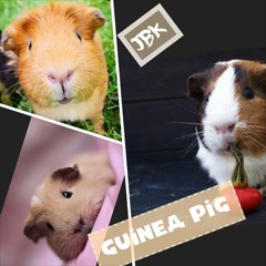 Guinea Pig