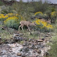 Sonoran Counterpoint - Flow 1