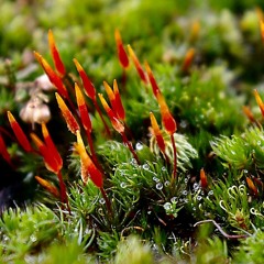 Wonja - Moss