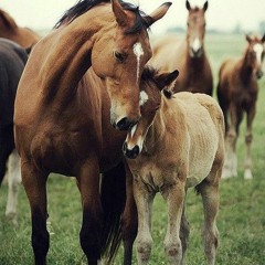 ماما - رشا رزق - بدون موسيقى