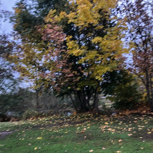 ❄ ☹︎┆Cold Island - MSM┆☹︎ ❄