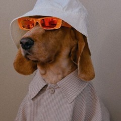 Dog Is In The House