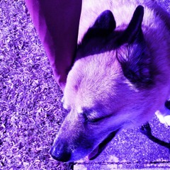 DEAD FLOWERS *+ RIP CRISS +*