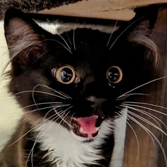 hickory. (Prod. sadp3nguin)