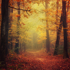 Autumn Walk pt.I.
