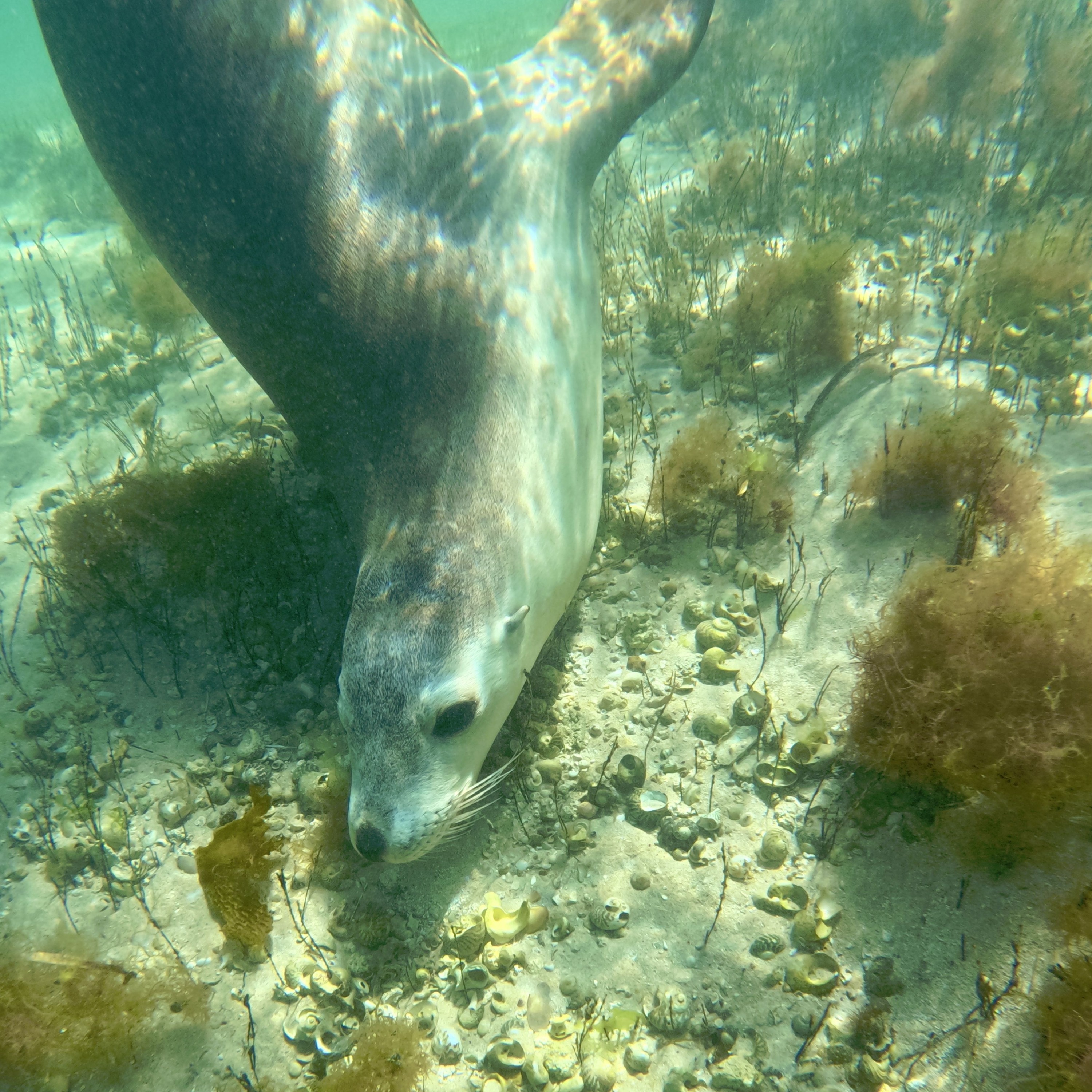 Baird Bay's magical underwater experience -Carolyne Jasinski episode artwork
