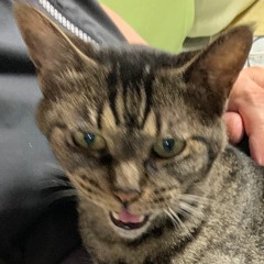 ネコと和解した朝
