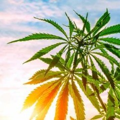 Semaj - Money Loud (Mastered)