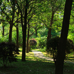 A Woods Path