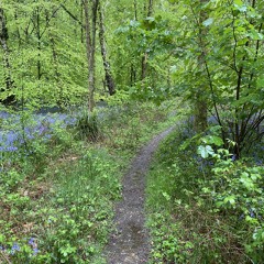 Twilight Wild Yoga Nidra