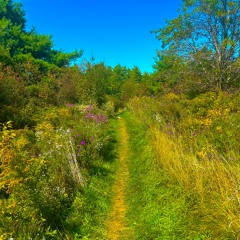 walk with me my love