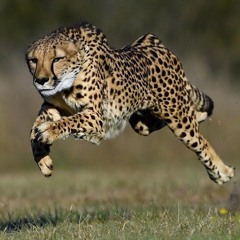 Fast Peaktime part 1